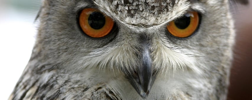 OWL: Organisatieadvies, Workshops Loempias